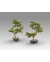 BANKAN - BONSAI 75CM